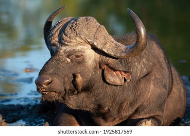 A Cape Buffalo Seen On A Safari In South Africa