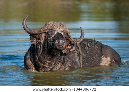 Cape Buffalo seen on a safari in South Africa cooling off at a waterhole