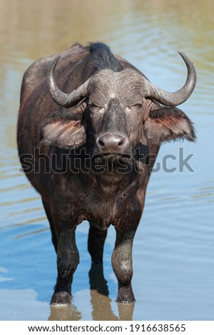A Cape Buffalo seen on a safari in South Africa