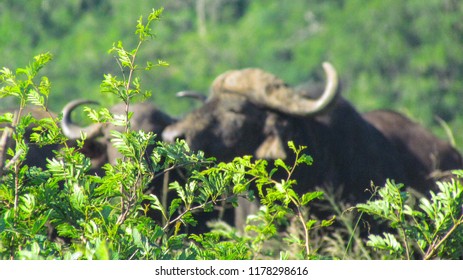 Cape Buffalo, seen while on safari in Africa's oldest proclaimed game reserve, Hluhluwe-Imfolozi, KwaZulu-Natal, South Africa