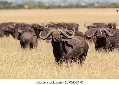Cape buffalo in the Serengeti National Park