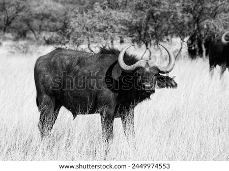 Cape Buffalo in Southern African savannah