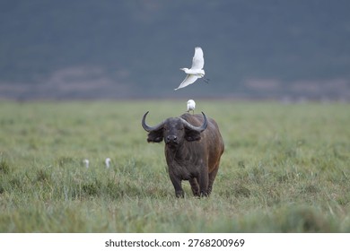 A Cape Buffalo standing in the grass while a Cattle Egret flies above, showcasing symbiosis in Ndutu, Tanzania