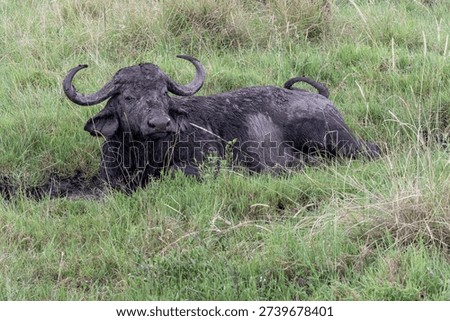 Cape buffalo (Syncerus caffer) lying in tall grass with curved horns and mud-covered hide visible in the Maasai Mara.