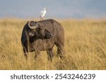 Cape buffalo (Syncerus caffer) standing in savannah with a cattle egret standing on its back, Maasai Mara