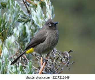 Cape Bulbul At Kirstenbosch Botanical Gardens.