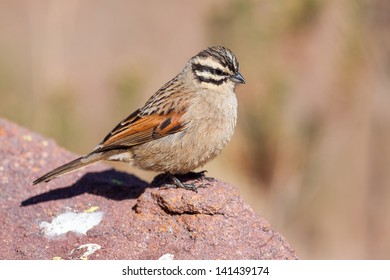 Cape Bunting