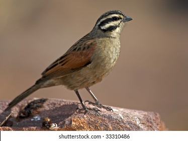 Cape Bunting