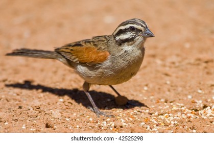 Cape Bunting