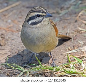 Cape Bunting Bird Close-up