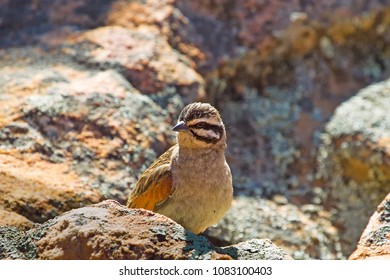 Cape Bunting Bird On Rock