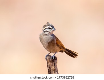 Cape Bunting Namibia Desert Perched 