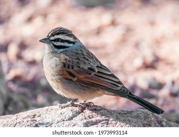 Cape Bunting Namibia Desert Rock 