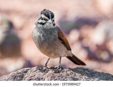 Cape Bunting Namibia Desert Sunset 