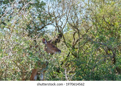 Cape bushbuck in the dense bush surroundings 