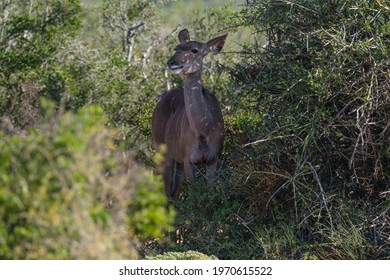 Cape Bushbuck in the dense bush surroundings