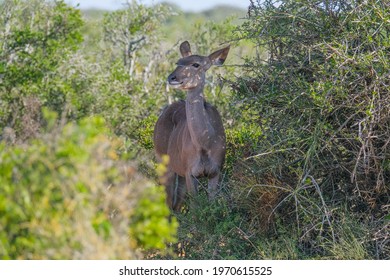 Cape Bushbuck in the dense bush surroundings
