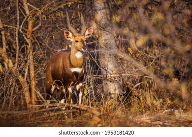 Cape bushbuck male hidding in the bush in Kruger National park, South Africa ; Specie Tragelaphus sylvaticus family of Bovidae