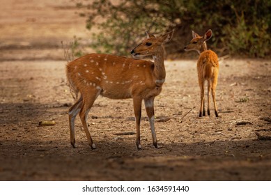 Cape Bushbuck - Tragelaphus scriptus is a widespread species of antelope in Sub-Saharan Africa. Similar to kewel some scientific literature refers to it as the imbabala.