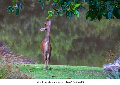 Cape bushbuck (Tragelaphus sylvaticus) or bushbuck, which is widely known in its range, is a common type of antelope in Sub-Saharan Africa.