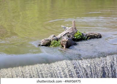 Cape Clawless Otter 