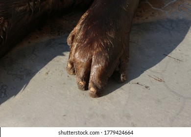 Cape Clawless Otter, Aonyx Capensis, Paw