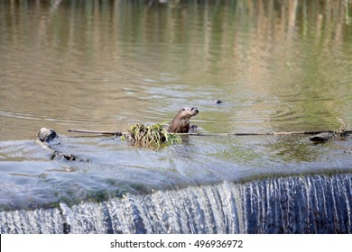 Cape Clawless Otter On Waterfall