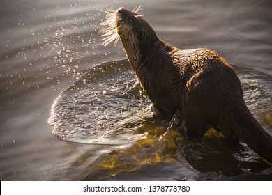 Cape Clawless Sea Otter At Sunset In St Francis