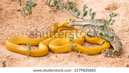 Cape Cobra eating a Puff Odder - Botswana