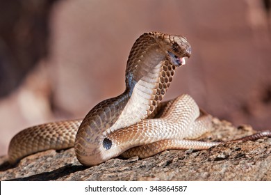 Cape cobra, Naja nivea