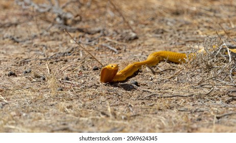 Cape Cobra (Naja nivea) Kgalagadi Transfrontier Park, South Africa - Shutterstock ID 2069624345