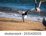 Cape Cod National Seashore features relaxing beaches and overall beauty in this part of Massachusetts, USA.