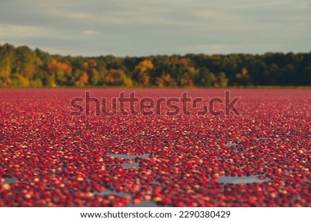 Cape Cod October cranberry bog harvest