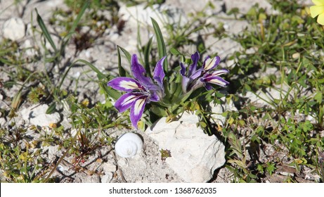 Cape Columbine Flowers