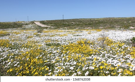 Cape Columbine Flowers