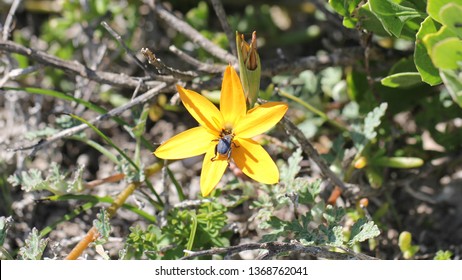 Cape Columbine Flowers