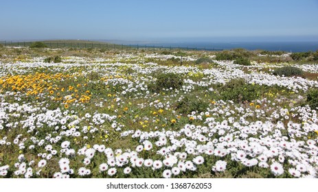 Cape Columbine Flowers