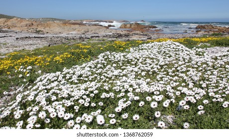 Cape Columbine Flowers