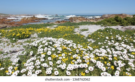 Cape Columbine Flowers