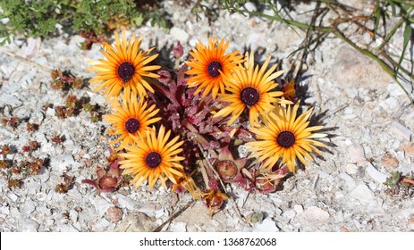 Cape Columbine Flowers