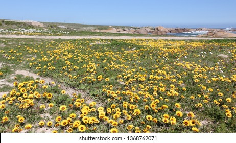 Cape Columbine Flowers