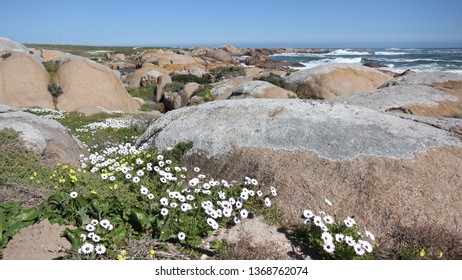 Cape Columbine Flowers