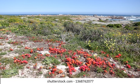 Cape Columbine Flowers