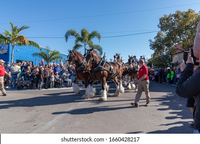 Cape Coral, Florida / USA - 3/1/20 : Budweiser Clydesdales making an appearance in Cape Coral FL. They were first introduced to the public on April 7th, 1933, to celebrate the end of prohibition. 