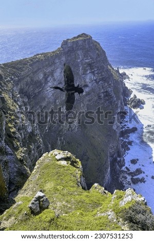 Cape Cormorant (Phalacrocorax capensis) flying over Cape Point, Cape of Good Hope, Cape Town, South Africa