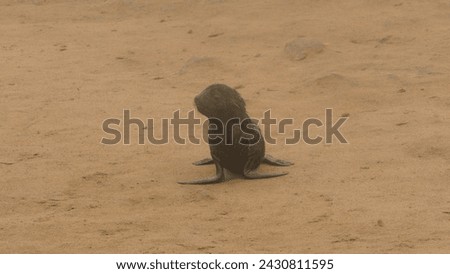 Cape Cross fur seal Arctocephalus pusillus colony on Skeleton Coast in Namibia : lone pup waiting for its mother in the middle of mayhem