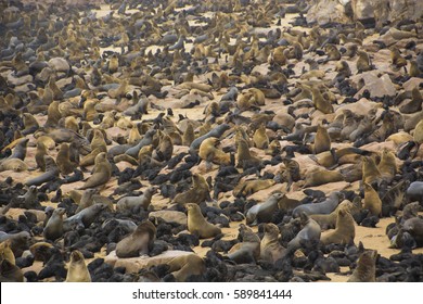  Cape Cross Seal Reserve NAMIBIA 