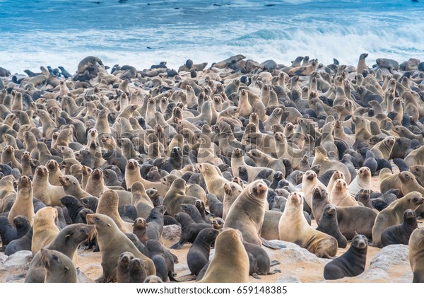Cape Cross Seal Reserve South Atlantic Stock Photo (Edit Now) 659148385