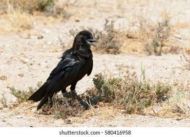 Cape Crow Or Black Crow (Corvus Capensis), Namibia