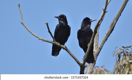 Cape Crow, Corvus Capensis, Birding